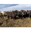 Image 6 : Hegedys Ranching - 1000# May Delivery Steers - 140 Head (Acme, AB)