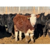 Image 7 : Sand Creek Enterprises - 900# January Delivery Steers - 55 Head (Rosemary, AB)