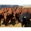 Image 3 : Van Hall Cattle Company Ltd. - 990# April Delivery Steers - 114 Head (Scandia, AB)