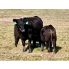 Image 5 : MG Cattle Co. Ltd. - 38 Black/BBF Simm/Angus X April/May Calving 2nd Calvers (Sangudo, AB)