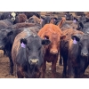 Image 5 : Kelsey Porter Inc. - 725# May Delivery Heifers - 81 Head (Burdett, AB)