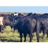 Image 6 : Wolverine Cattle Co. - 935# September Delivery Grass Heifers - 205 Head (Guernsey, SK)