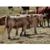 Image 6 : Logan Ranching - 625# November Delivery Heifer Calves - 85 Head (Oyen, AB)