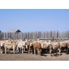 Image 2 : LZ Farms Inc. - 885# August Delivery Heifers - 65 Head (Kyle, SK)