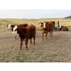Image 5 : Jones Hereford Ranch - 675# October Delivery Steer Calves - 85 Head (Balzac, AB)
