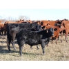 Image 5 : Poirier Prairie Ag. Ventures - 525# November Delivery Steer Calves - 110 Head (Redvers, SK)