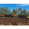 Image 9 : Chris Bartel - 1075# July Delivery Steers - 55 Head (Fort Vermilion, AB)