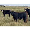 Image 5 : Jason & Emil Kure - 660# Steer Calves - 95 Head (Bowden, AB)