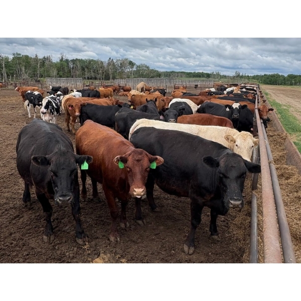 Taylor Lessard - 1600# White Fat Cows - 120 Head (Carberry, MB)