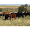 Image 5 : Stan Church - 580# Steer Calves - 150 Head (Cochrane, AB)