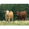 Image 1 : Sande Cattle Company - 720# October Steer Calves - 85 Head (Olds, AB)
