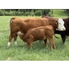 Image 6 : Jason & Jenna Packer - 740# October Delivery Heifer Calves - 83 Head (Sundre, AB)