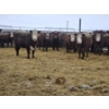 Image 3 : Chomistek Ranch - 10 Red Goggle-Eyed Heifers (Pen 306)