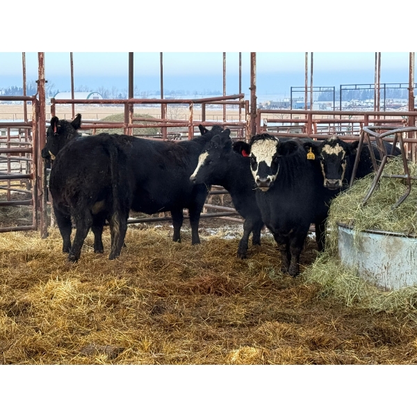 Lance Schelske - 5 Heifers (Pen 404)