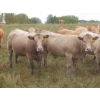 Image 6 : Taylor Enterprises Inc. - 900# Sept/Oct Delivery Grass Heifers - 140 Head (Wawota, SK)