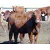 Image 5 : PSV Farms Ltd. - 830# July Delivery Heifers - 136 Head (Enchant, AB)