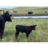 Image 9 : Black Diamond Agro - 490# October Delivery Steer Calves - 115 Head (Fiske, SK)
