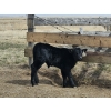Image 13 : Rolling N Ranches (Nolan & Amanda Osadczuk) - 80 Heifer Pairs
