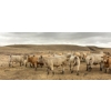 Image 7 : Cross Bar Ranch - 1025# May Delivery Heifers - 62 Head (Consort, AB)