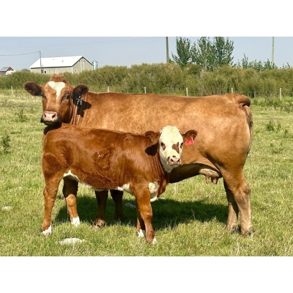 Mullen Land & Cattle Co. - 550# September Delivery Heifer Calves - 112 Head (Peers, AB)