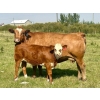 Image 1 : Mullen Land & Cattle Co. - 550# September Delivery Heifer Calves - 112 Head (Peers, AB)