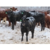 Image 11 : Bill Devos - 725# February Delivery Steers - 80 Head (Fork River, MB)
