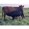 Image 5 : Malarky Farms - 35 Red/Red X Cow/Calf Pairs (Newdale, MB)