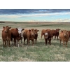 Image 2 : Carter Morison - 1000# August Delivery Grass Heifers - 62 Head (Airdrie, AB)