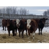 Image 2 : Four Forty Farms - 900# January Weaned Steers - 68 Head (Eckville, AB)