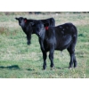 Image 7 : Ray Torkelson - 580# Steer Calves - 107 Head (Millicent, AB)
