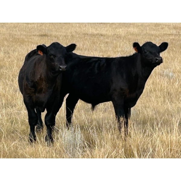 Wayne Rathe - 575# October Delivery Steer Calves - 85 Head (Medicine Hat, AB)