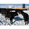 Image 8 : Antelope Butte Ranch - 842# March Delivery Steers - 70 Head (Lundbreck, AB) VBP+