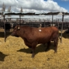 Image 5 : Idaho Dairies/Ranches - 29 Cows & 4 Bulls (Burley, ID)