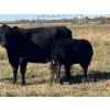 Image 5 : Susy Friesen - 575# October Delivery Steer Calves - 65 Head (Patricia, AB)
