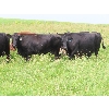 Image 9 : CF Livestock - 30 Pairs (Roblin, MB)