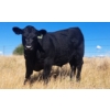 Image 2 : Schweb Family Cattle - 650# October Delivery Steer Calves - 90 Head (Logan Lake, BC)