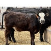 Image 6 : Copperfield Farming - 580# May Delivery Steer Calves - 10 Head (Vauxhall, AB)