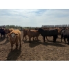 Image 10 : Greg Trewin - 1025# October Delivery Heifers - 122 Head (Coulter, MB)