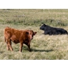 Image 7 : Stan Church - 610# October Delivery Steer Calves - 90 Head (Cochrane, AB)