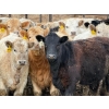 Image 2 : JG Larson Livestock (V-V) - 720# April Delivery Heifers - 78 Head (Jenner, AB) VBP+