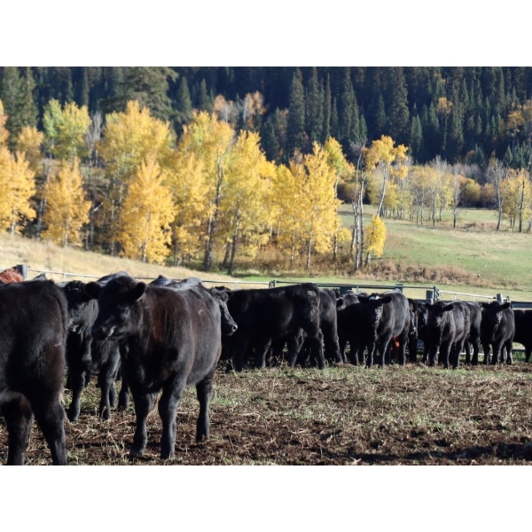 Keenan & Nicole Fletcher - 600# October Delivery Steer Calves - 100 Head (Williams Lake, BC)