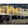 Image 1 : Keenan & Nicole Fletcher - 525# October Delivery Steer Calves - 110 Head (Williams Lake, BC)