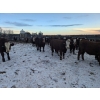 Image 7 : Cody Jackson - 965# January Delivery Steers - 105 Head (Sundre, AB)