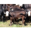 Image 7 : Calvin Rydzik - 525# November Delivery Heifer Calves - 110 Head (Glenavon, SK)