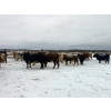 Image 6 : Merrick Campbell Herd Dispersal - 32 Mature Bred Cows (Calahoo, AB) VBP+