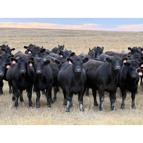 Kyle Torkelson - 25 Black Angus April/May Calving Bred Heifers (Millicent, AB)