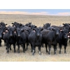 Image 1 : Kyle Torkelson - 25 Black Angus April/May Calving Bred Heifers (Millicent, AB)