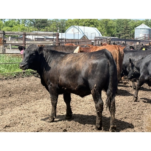 Brandt Boys Inc. - 940# June Delivery Heifers - 130 Head (Tolstoi, MB)