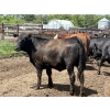 Image 1 : Brandt Boys Inc. - 940# June Delivery Heifers - 130 Head (Tolstoi, MB)