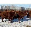 Image 9 : Greg Trewin - 30 RBF/RWF/Red Bred Heifers (Coulter, MB)